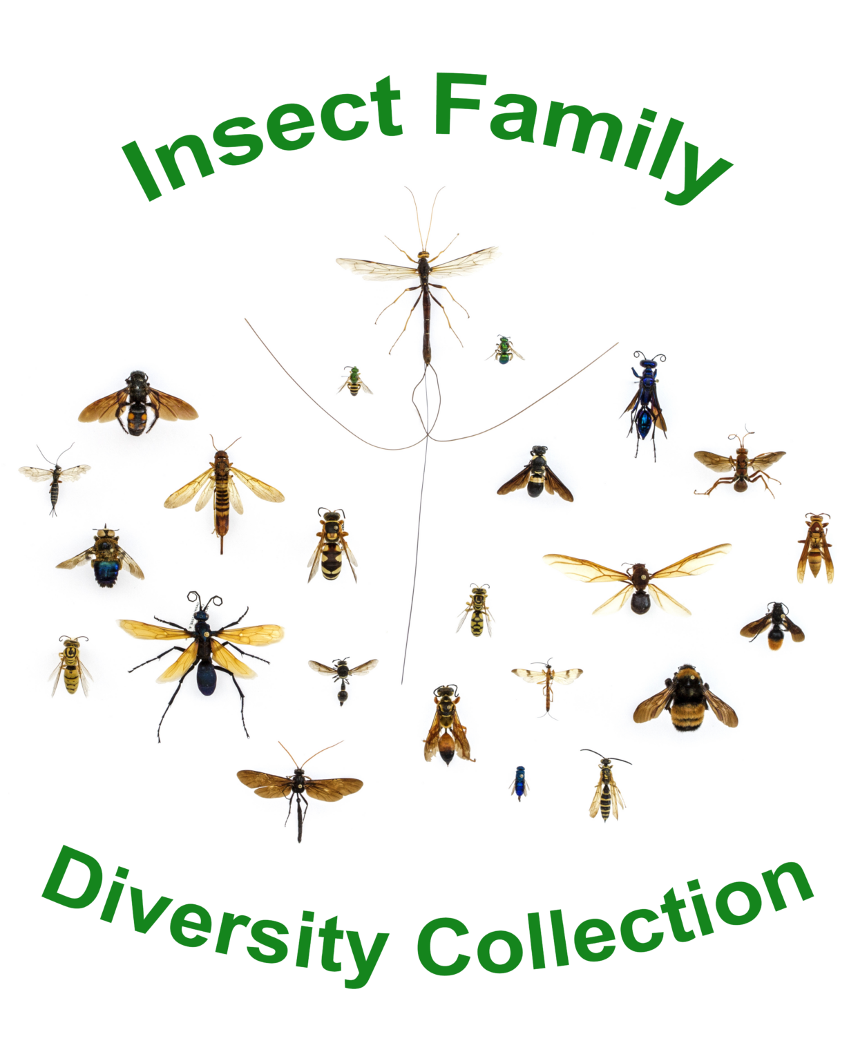 Insect Family Diversity Collection - BioQuipBugs