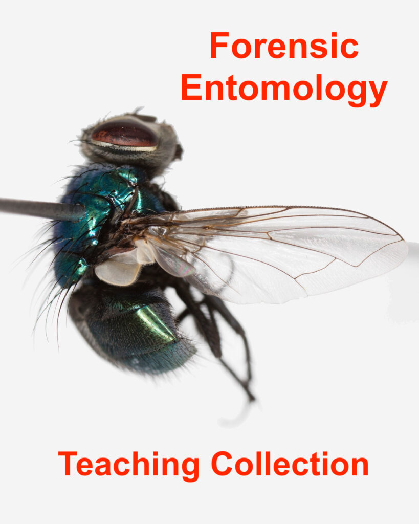 Urban Pest Entomology Teaching Collection ￼ - BioQuipBugs