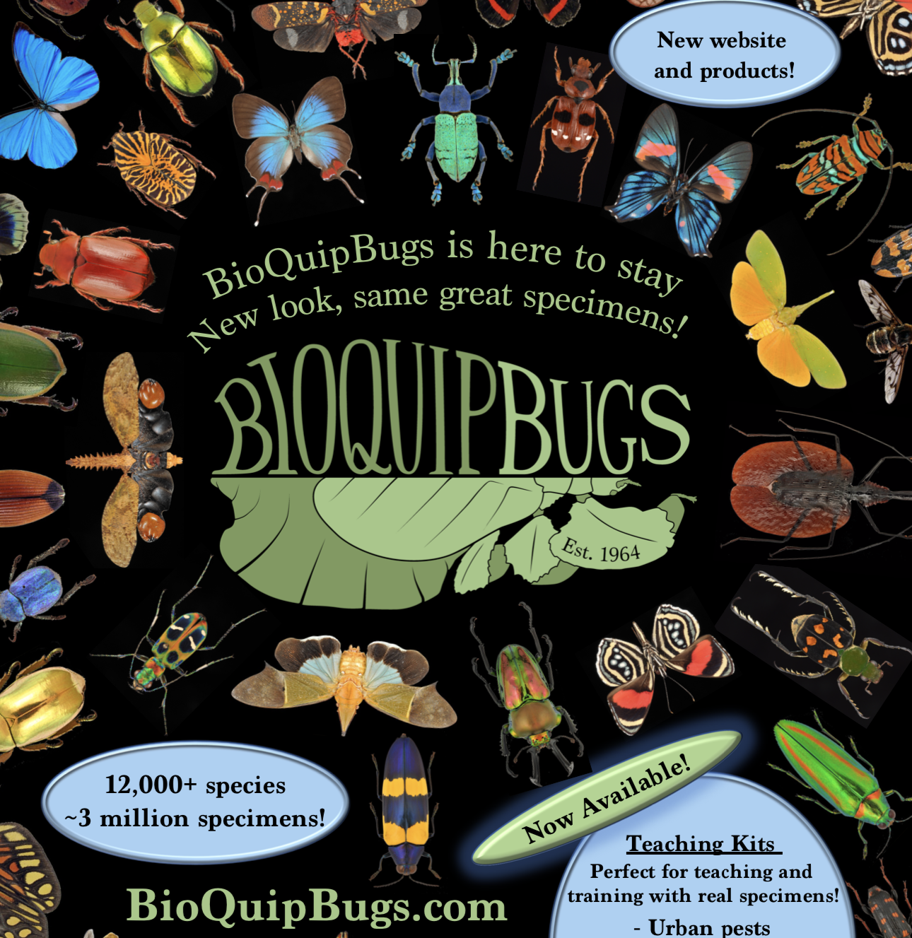 November issue of American Entomologist