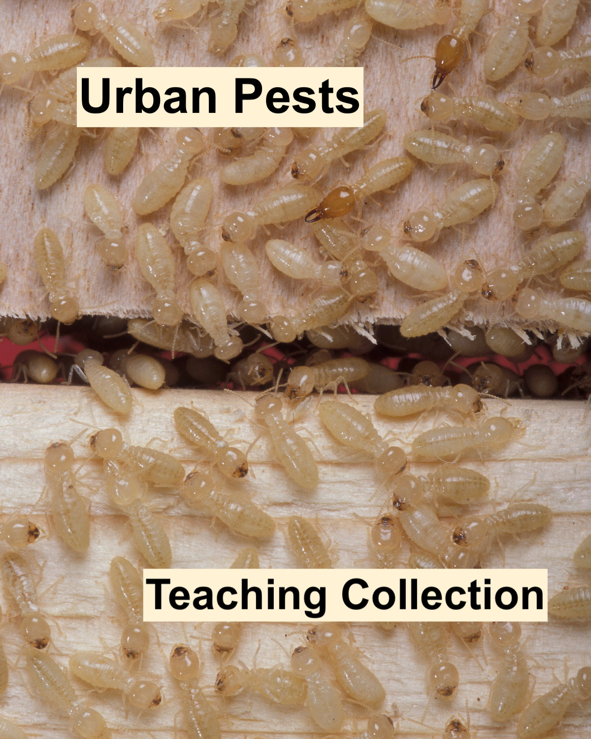 Urban Pest Entomology Teaching Collection ￼